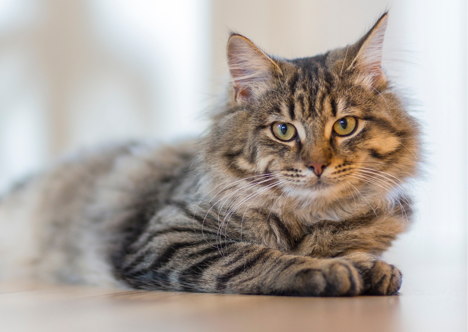猫のFIP（猫伝染性腹膜炎）について｜最新の治療法で改善する可能性がある