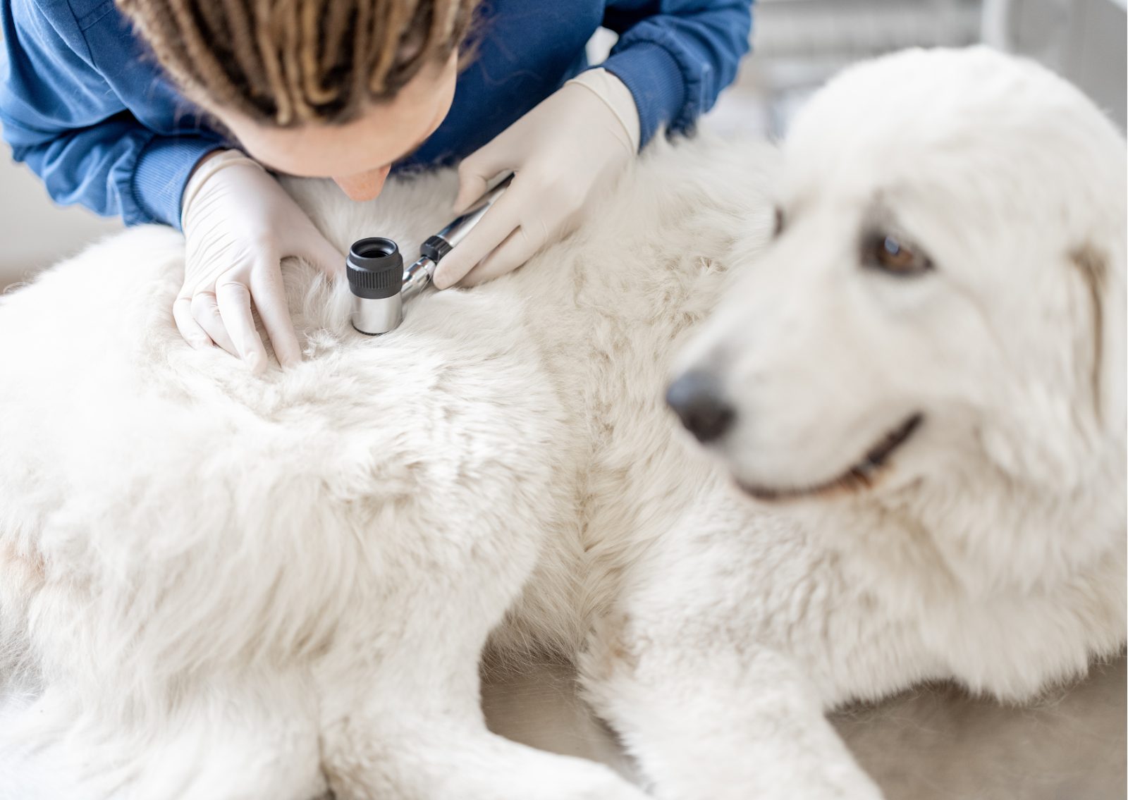 犬の皮膚型リンパ腫について｜早期発見・早期治療が大切