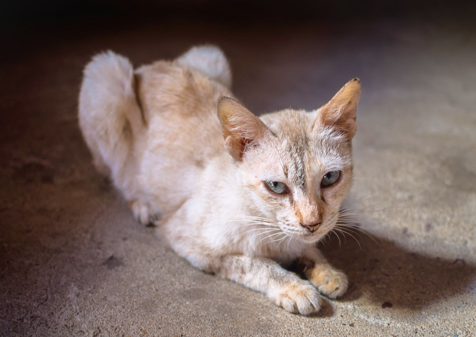 猫の甲状腺機能亢進症┃早期発見・早期治療がカギ