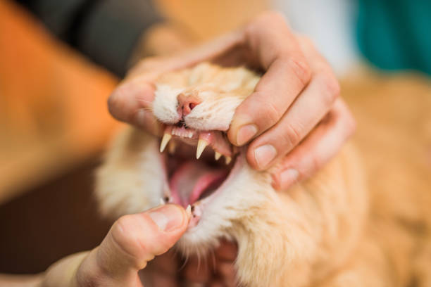 猫の歯周病┃早期発見と予防で愛猫の健康を守る