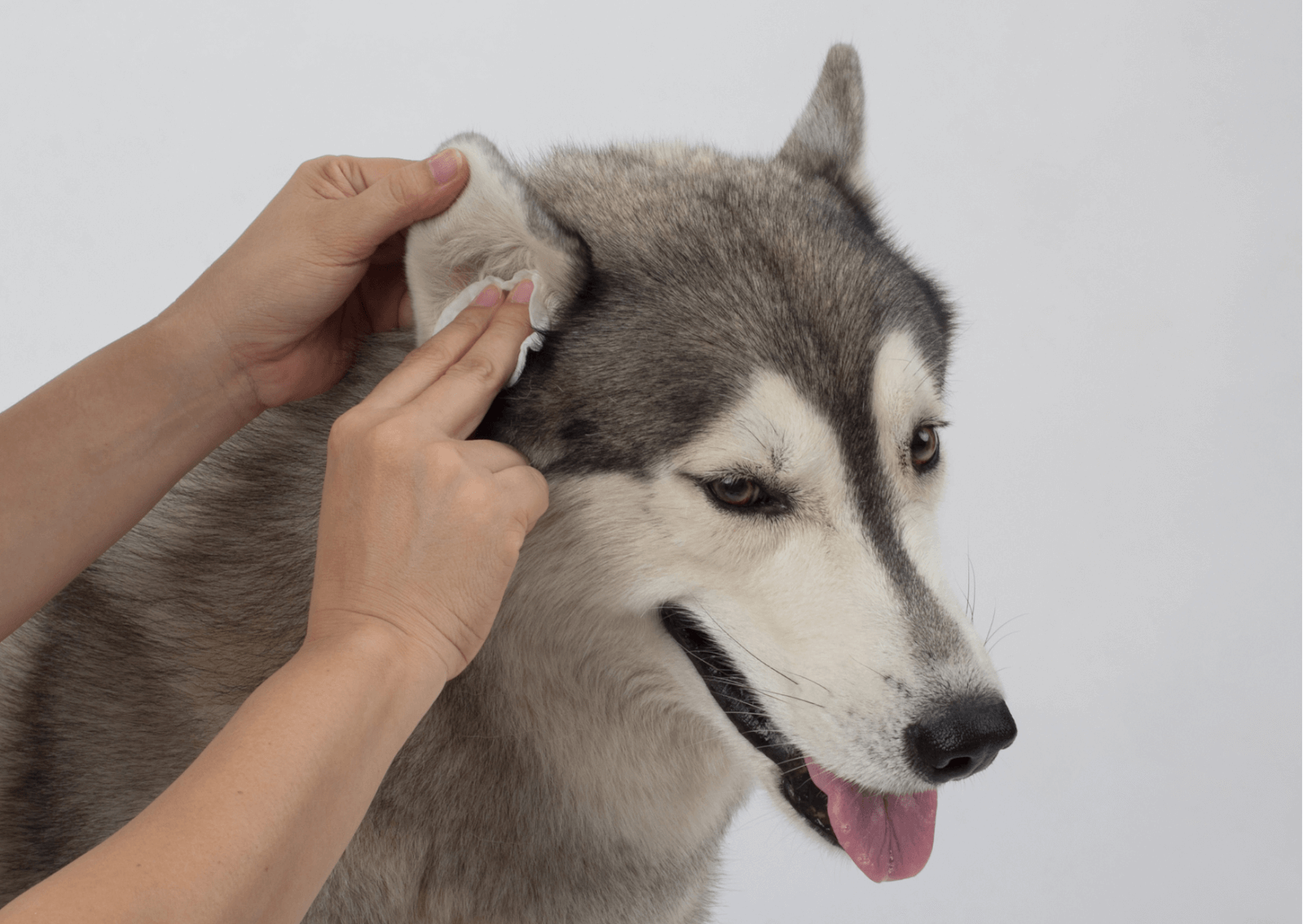 犬の外耳炎について｜耳が垂れている犬種に多い病気