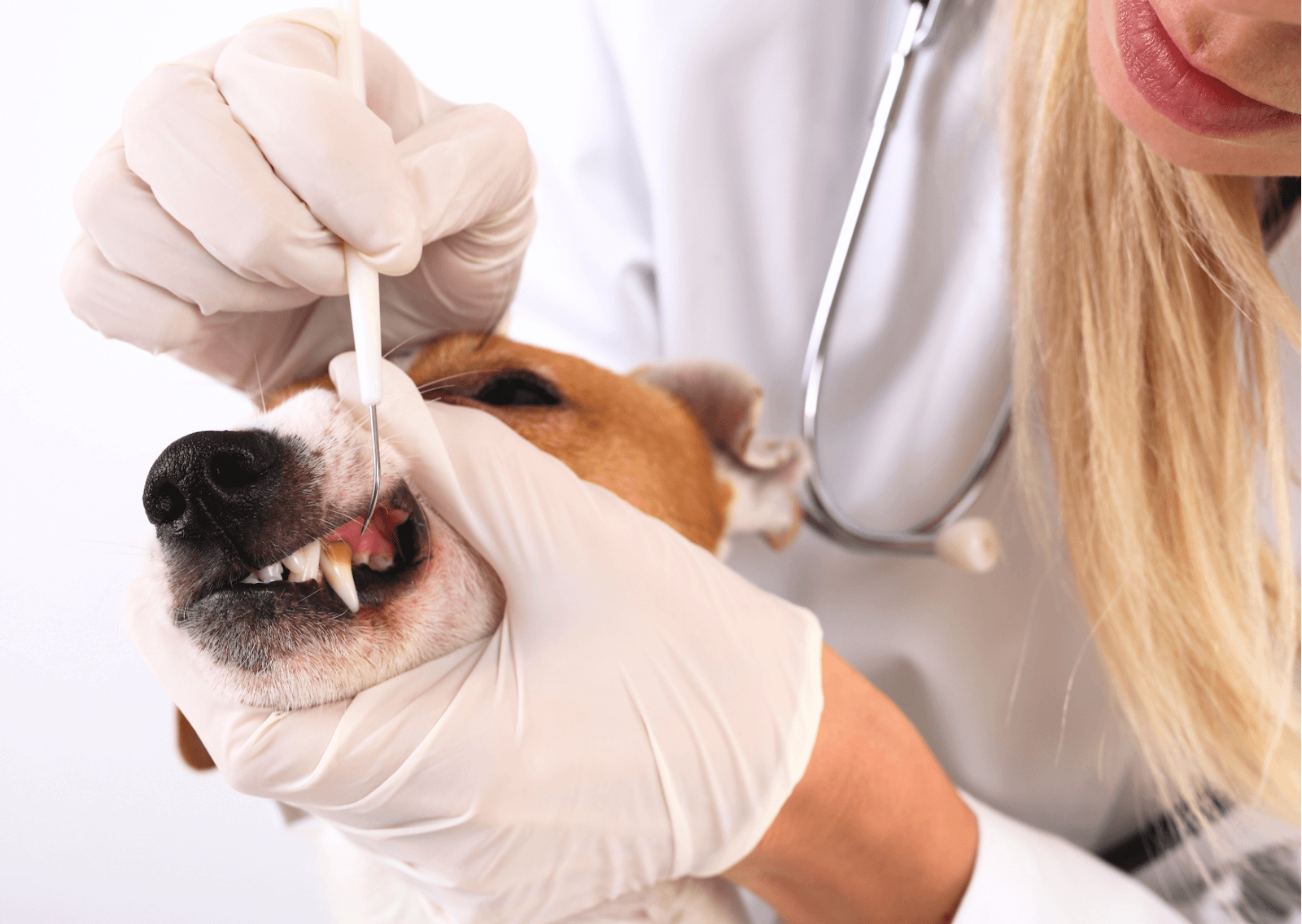 犬と猫の歯周病について｜健康を守るための予防法と対策は？